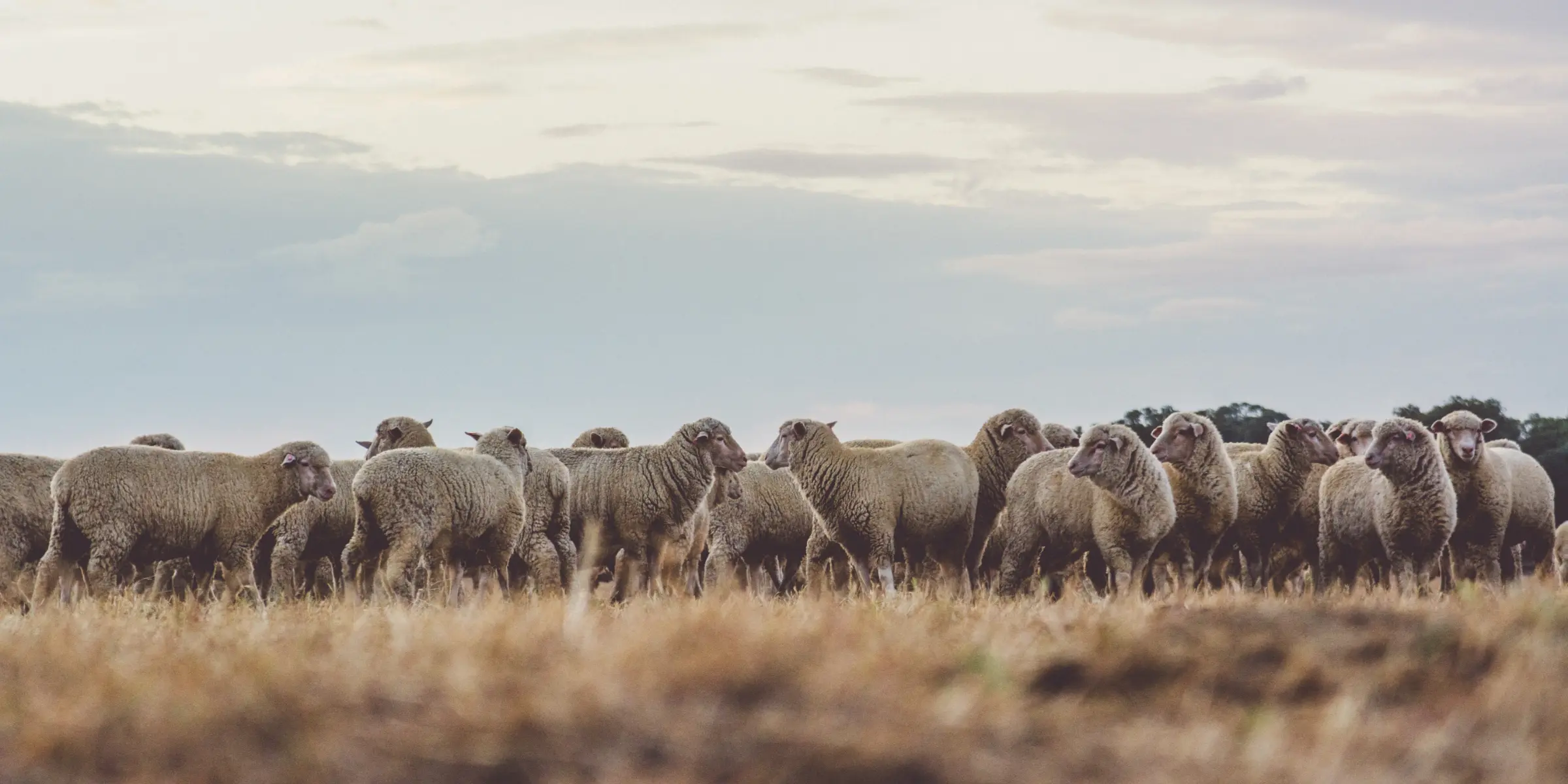 merino-wool merino-wool